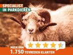 Jonge Ouessant schaap ooien | Verschillende kleuren, Dieren en Toebehoren, Schapen, Geiten en Varkens, Meerdere dieren, Schaap