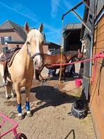 Quarter horse ruin 9 jaar., Dieren en Toebehoren, Met stamboom, Ruin, Niet van toepassing, 7 tot 10 jaar