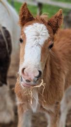 Tinker veulens Irish Cob, Dieren en Toebehoren, Pony's, Merrie, Gechipt, Niet van toepassing, 0 tot 2 jaar