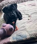 Lieve labrador x kooiker puppies, Dieren en Toebehoren, CDV (hondenziekte), 8 tot 15 weken, Labrador retriever, Meerdere