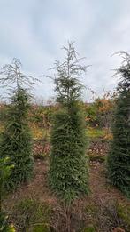 Tsuga canadensis, Ophalen of Verzenden