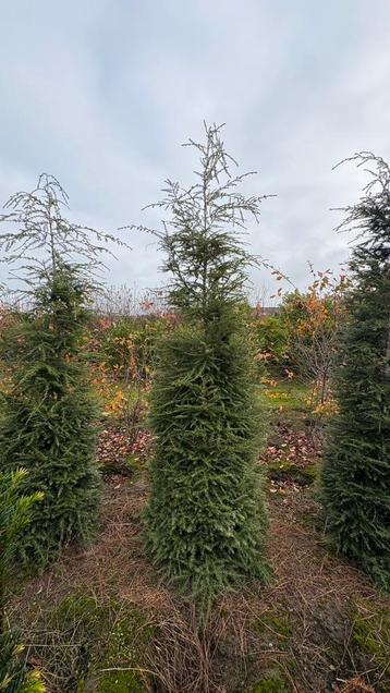 Tsuga canadensis beschikbaar voor biedingen
