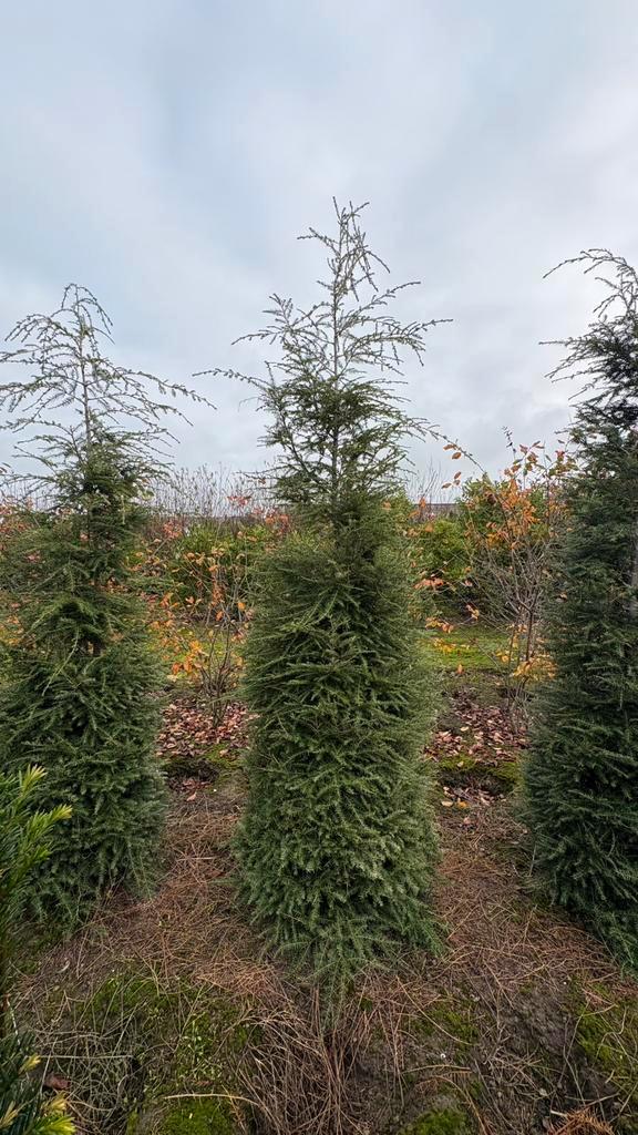 Tsuga canadensis, Tuin en Terras, Planten | Struiken en Hagen, Ophalen of Verzenden