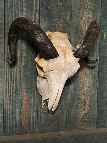 Schedel ram / skull