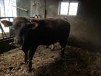 baggerbonte en zwarte dikbil stieren, Dieren en Toebehoren, Runderen, Mannelijk, 0 tot 2 jaar
