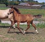 Chique 1e premie WPBR hengst veulen – Valk – C pony, Dieren en Toebehoren, Pony's, Dressuurpony, 0 tot 2 jaar, Hengst, C pony (1.27m tot 1.37m)