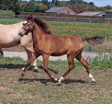  Chique 1e premie WPBR hengst veulen – Valk – C pony  beschikbaar voor biedingen