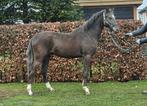 Te koop: 2-jarige smokey black hengst | XL pony | topafstamm, Dieren en Toebehoren, Hengst, Dressuurpaard, 0 tot 2 jaar
