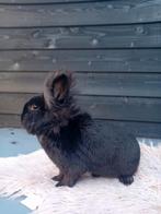 Heel lief dwerg rammetje te koop!, Dieren en Toebehoren, Konijnen, Mannelijk, Dwerg