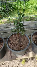 stekken van de Campsis radicans = trompetbloem, Ophalen, Overige soorten, Volle zon