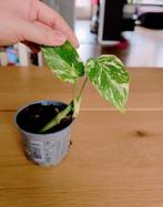 Jonge monstera variegata, Huis en Inrichting, Kamerplanten, Ophalen, Halfschaduw, Minder dan 100 cm