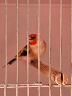 Putter man witkop, Mannelijk, Wildzangvogel, Geringd