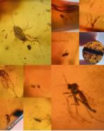 Barnsteen met insectjes Birma 10 stuks, Ophalen of Verzenden, Mineraal