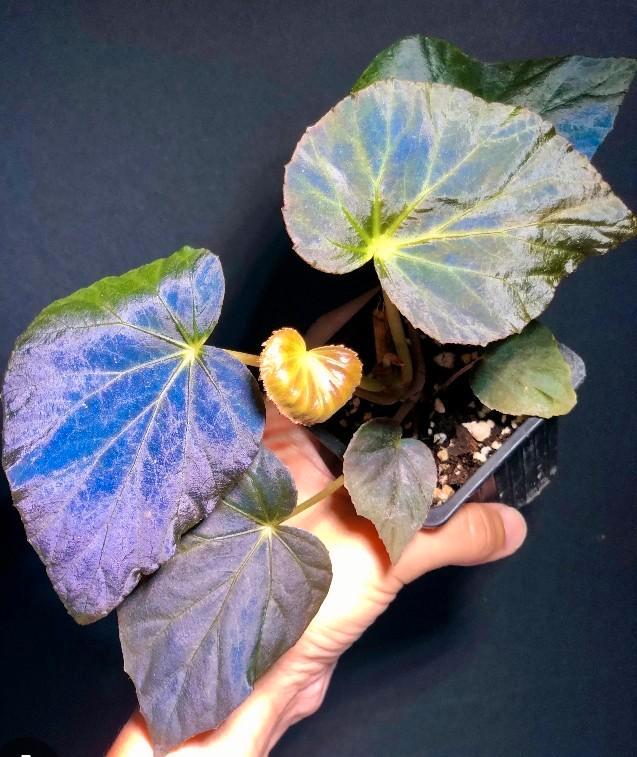 Begonia Pavonina - Pauw Begonia, Huis en Inrichting, Kamerplanten, Minder dan 100 cm, Bloeiende kamerplant, Halfschaduw, Ophalen of Verzenden