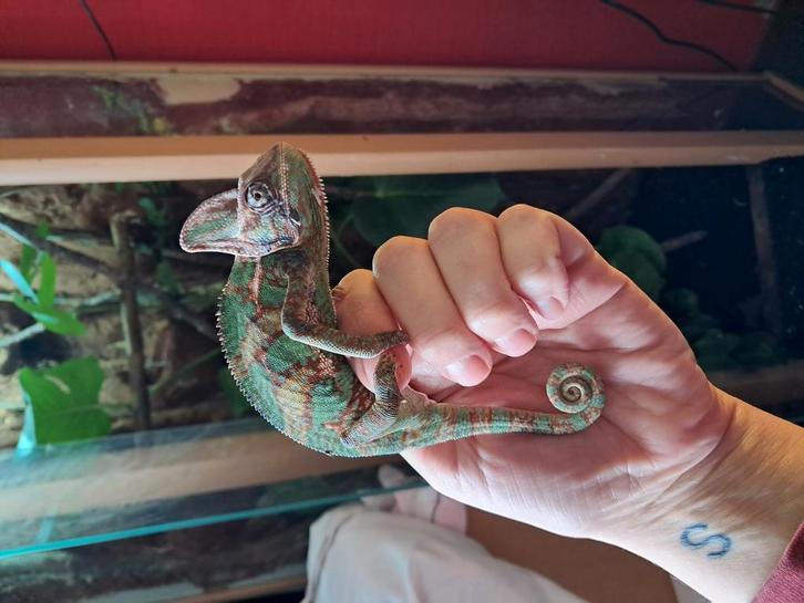 Jonge kameleon, Dieren en Toebehoren, Reptielen en Amfibieën, Hagedis, 0 tot 2 jaar, Met terrarium