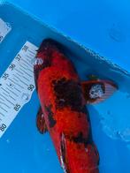 50 cm utsuro koi, Dieren en Toebehoren, Vissen | Vijvervissen, Karper of Koi