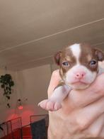 Prachtige chihuahua pups, Dieren en Toebehoren, 8 tot 15 weken, Meerdere, Meerdere dieren, Chihuahua