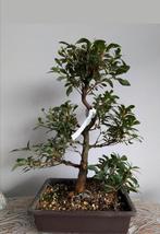 Satsuki Azalea Hanabin Bonsai, Bloeit niet, Halfschaduw, Minder dan 100 cm, Overige soorten