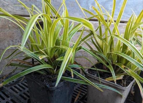 Carex icedance, groenblijvend, Tuin en Terras, Planten | Tuinplanten, Vaste plant, Bodembedekkers, Halfschaduw, Lente, Ophalen