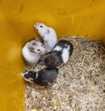 Syrische hamsters jong verschillende kleuren, Hamster, Augustus, Meerdere dieren, Tam