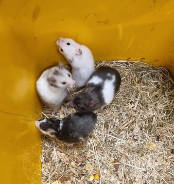 Syrische hamsters jong verschillende kleuren  beschikbaar voor biedingen