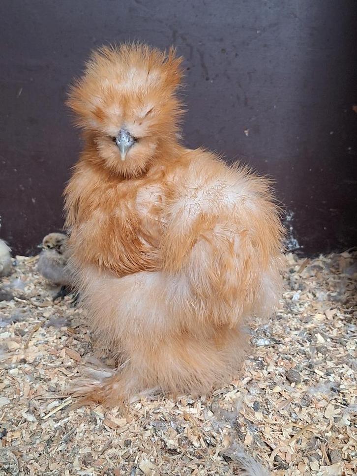 USA zijdehoender kriel kuiken 12 wk oud, zijdehoen, silkies, Dieren en Toebehoren, Pluimvee, Kip, Geslacht onbekend