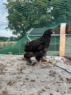 Barnevelder te koop, Dieren en Toebehoren, Pluimvee