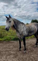 Hollansche Rading Gezocht: verzorg(st)er connemara merrie, Dieren en Toebehoren, Ophalen