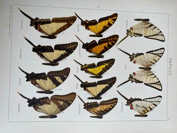 Oude prent van vlinders SEITZ dr. Adalbert tijdschrift beschikbaar voor biedingen