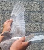 Postduif 100% Gebroeders Janssen., Dieren en Toebehoren, Vogels | Duiven, Vrouwelijk, Postduif