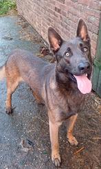 Lieve Herder te koop, Reu, 1 tot 2 jaar, Rabiës (hondsdolheid), Eén hond