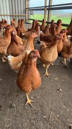 Jonge leghennen, Dieren en Toebehoren, Pluimvee, Vrouwelijk, Kip