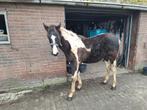 Mooi bont merrie veulen Roza, Dieren en Toebehoren, Paarden, Merrie, Springpaard, Niet van toepassing, 0 tot 2 jaar