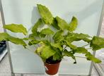 Calathea musaica Network P14, Huis en Inrichting, Kamerplanten, Ophalen of Verzenden, Overige soorten, Minder dan 100 cm
