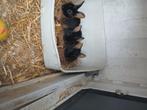 Black en Tan, Dieren en Toebehoren, Konijnen, Geslacht onbekend, Middelgroot, 0 tot 2 jaar
