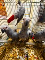 Congo Grijzeroodstaart papegaaien, Dieren en Toebehoren, Vogels | Parkieten en Papegaaien, Meerdere dieren, Papegaai, Pratend