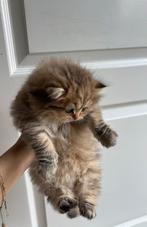 Bruin/beige britse langhaar, Dieren en Toebehoren, Katten en Kittens | Raskatten | Langhaar, Poes, Ontwormd