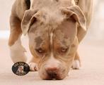 American Bully XL Dekreu  *Pups, Rabiës (hondsdolheid), Reu, Meerdere, 3 tot 5 jaar