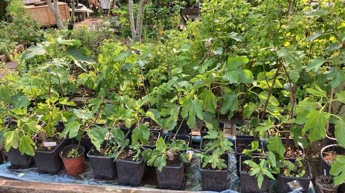 Vijgenbomen Brown Turkey, Tuin en Terras, Planten | Fruitbomen, Vijgenboom, Minder dan 100 cm, Volle zon, Zomer, In pot, Ophalen