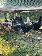 Blauw, goud dubbeldezoomde en vuilwitte barnevelder hanen, Dieren en Toebehoren, Pluimvee, Mannelijk, Kip