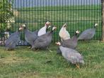 Prachtige parelhoenders, Dieren en Toebehoren, Pluimvee, Meerdere dieren, Overige soorten