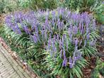 Liriope muscari Moneymaker, Ophalen, Bodembedekkers, Vaste plant, Halfschaduw