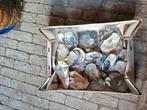 Doosje mooie oesterschelpen, Hobby en Vrije tijd, Ophalen of Verzenden