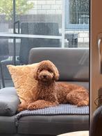 Super lieve Labradoodle 10 maanden, Rabiës (hondsdolheid), 15 weken tot 1 jaar, Eén hond, Nederland