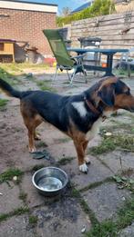Kruizing Beagle., Dieren en Toebehoren, 6 jaar of ouder, Rabiës (hondsdolheid), Reu, Eén hond