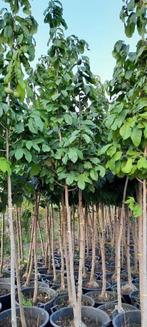 Pawpaw hoogstam, Ophalen, Overige soorten, Lente