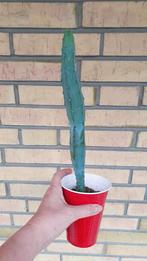 Blauwe cactus Myrtillocactus geometrizans 40cm met pot, Huis en Inrichting, Kamerplanten, Ophalen of Verzenden, Minder dan 100 cm