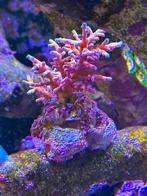 Acropora echinata red, Dieren en Toebehoren, Ophalen, Nieuw, Gevuld zeewateraquarium