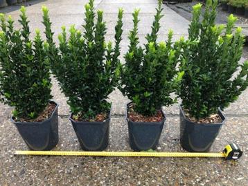 Buxus vervanger, Kardinaalsmuts, Euonymus 'Green Spire' beschikbaar voor biedingen