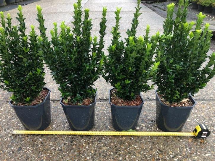 Buxus vervanger, Kardinaalsmuts, Euonymus 'Green Spire', Tuin en Terras, Planten | Struiken en Hagen, Haag, Buxus, Minder dan 100 cm